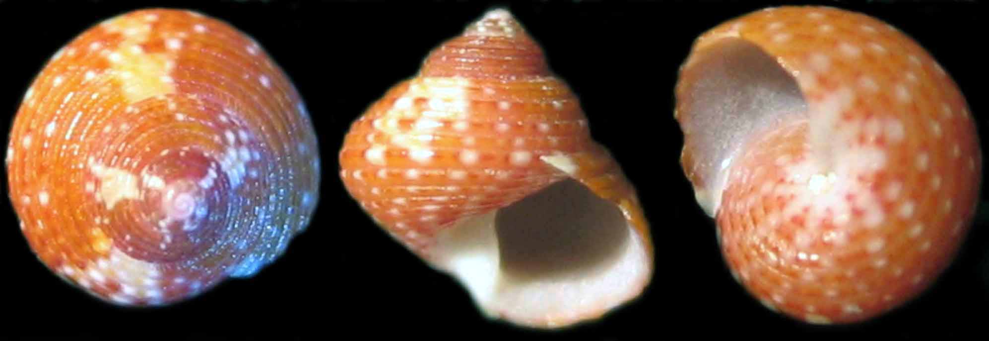 Gibbula sp. Capraia